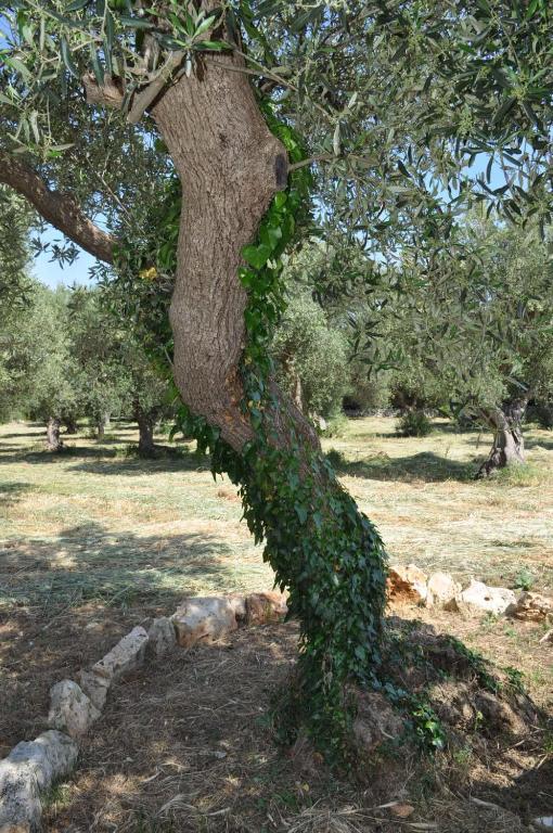 Masseria Costanza Putignano Dış mekan fotoğraf