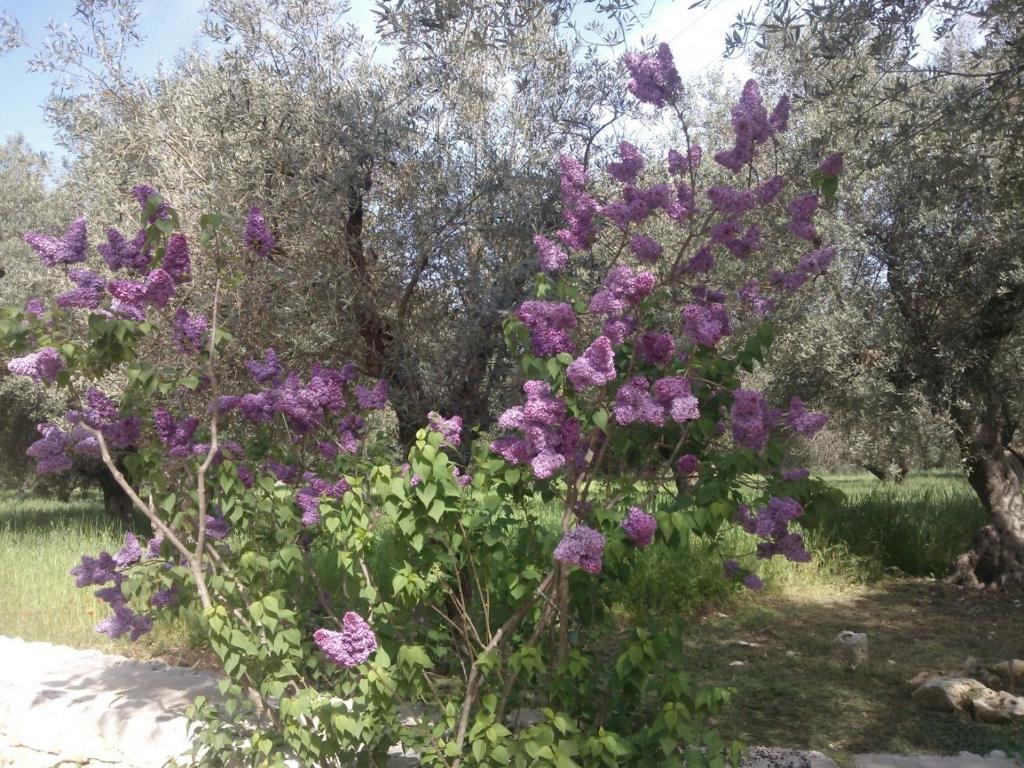 Masseria Costanza Putignano Dış mekan fotoğraf